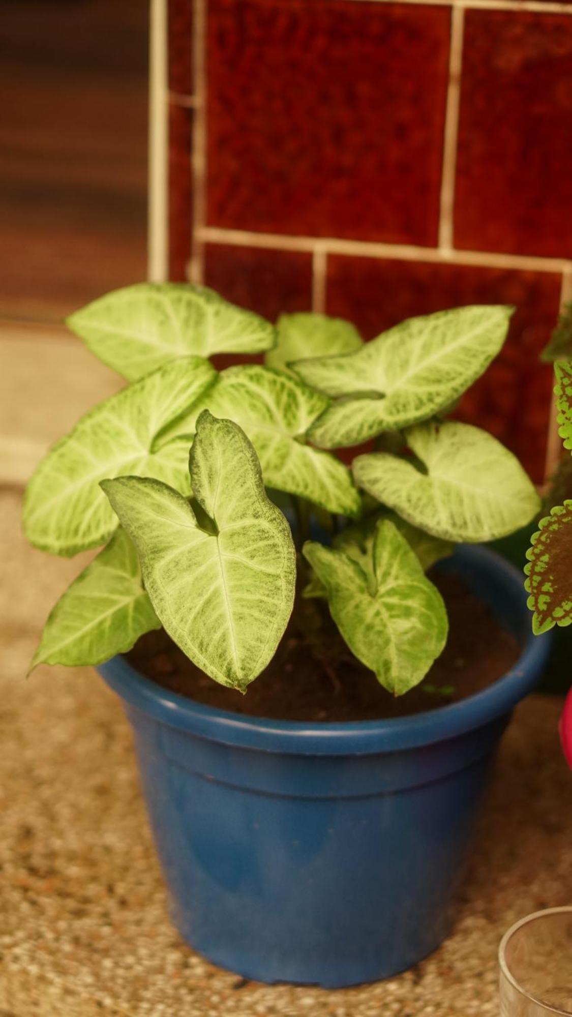 Albergue Poa Eco